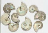Lot: KG Silver Iridescent Ammonites (-) - Pieces #79439-1